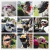 Pet Goggles Dog UV Protection Glasses Waterproof Windproof Anti-Fog Eye Glasses - Pink